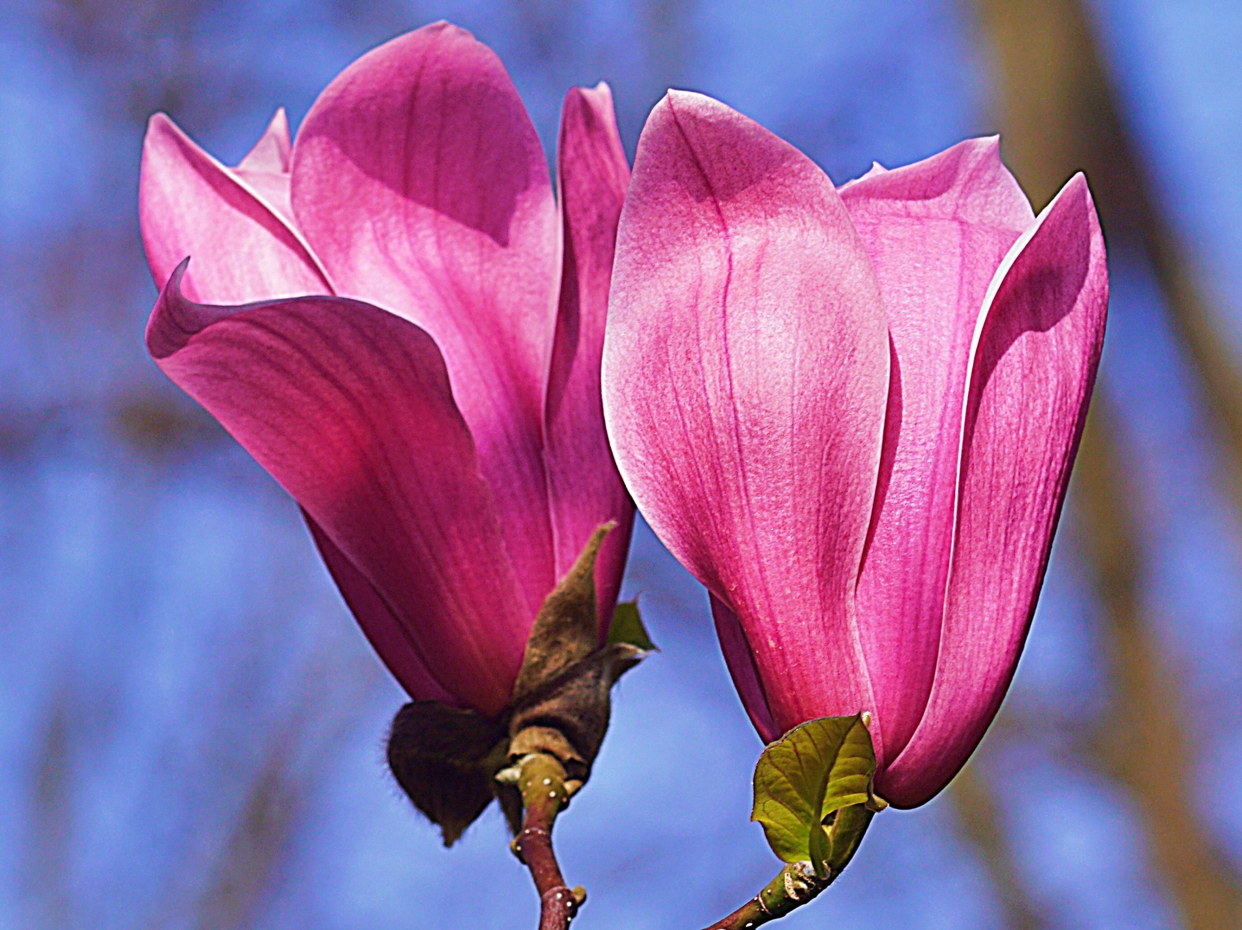 Tulpenmagnolie