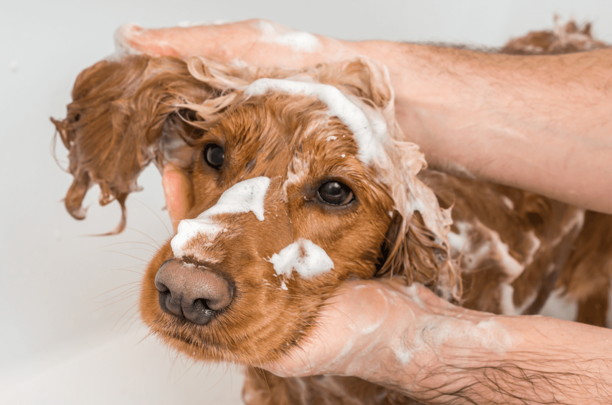 Hund Fellpflege Shampoo