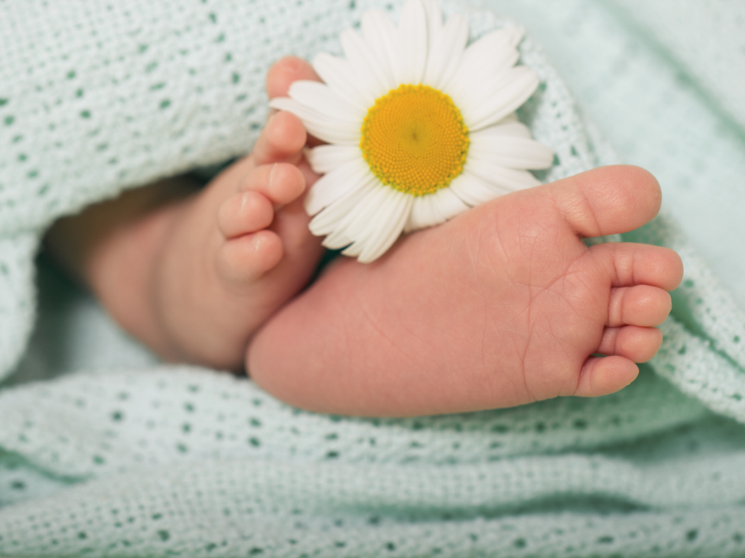 Beruhigende Kamille für das Baby