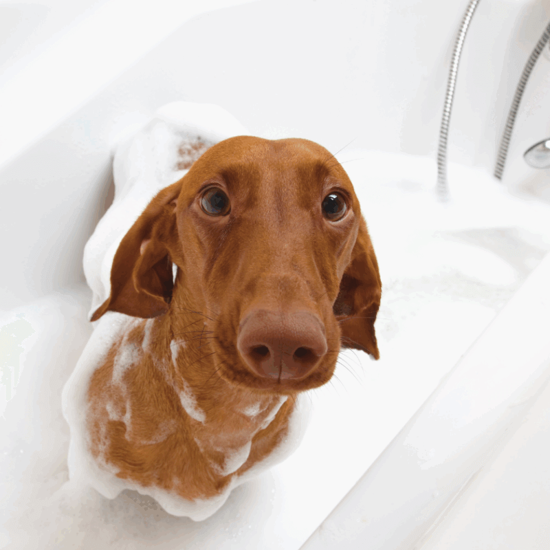 Fellpflege mit Neemöl bei Hunden, Hunde waschen