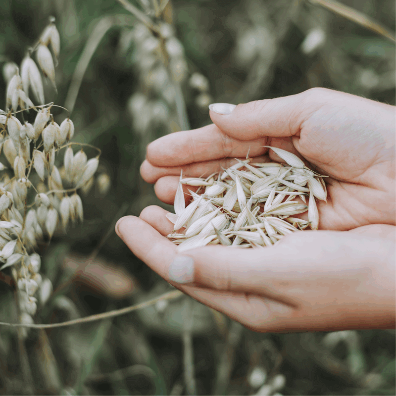 Hafer Hand Feld Natur