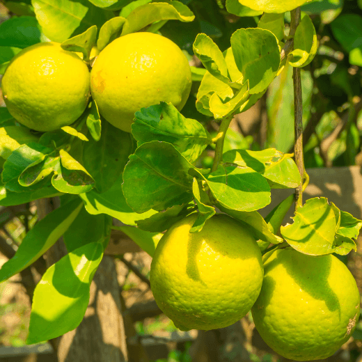 Bergamotte Pflanze, Früchte reifen am Baum, Bergamotte Anbau Italien Kalabrien